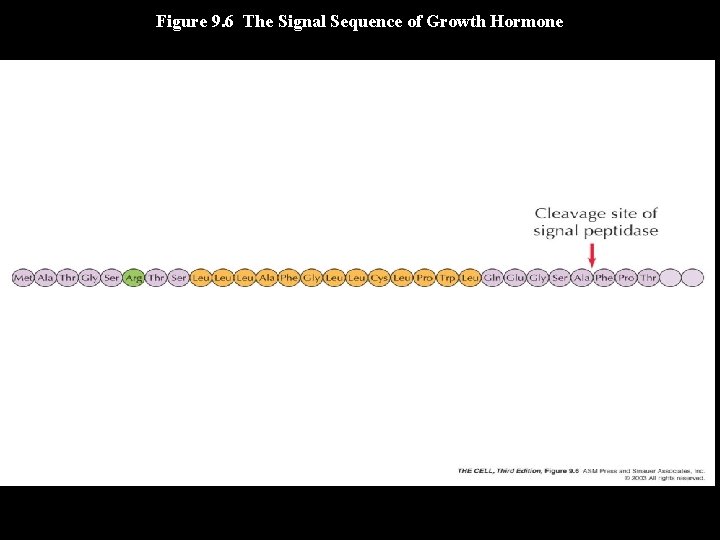 Figure 9. 6 The Signal Sequence of Growth Hormone 
