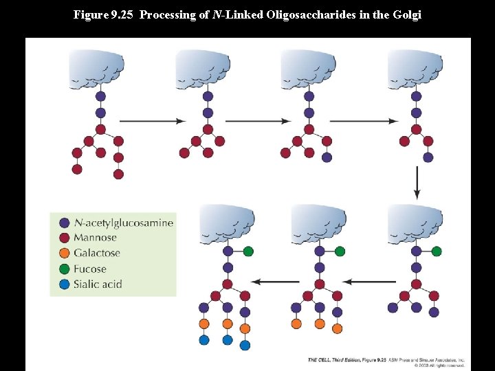 Figure 9. 25 Processing of N-Linked Oligosaccharides in the Golgi 