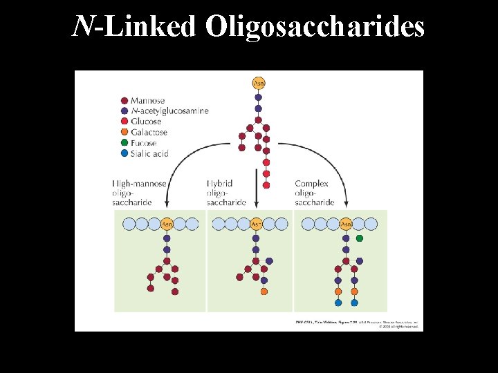 N-Linked Oligosaccharides 