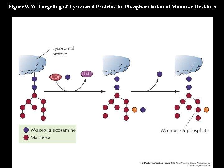 Figure 9. 26 Targeting of Lysosomal Proteins by Phosphorylation of Mannose Residues 
