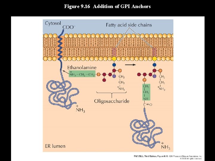 Figure 9. 16 Addition of GPI Anchors 