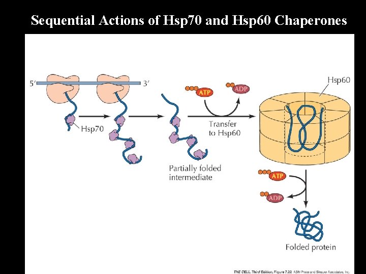 Sequential Actions of Hsp 70 and Hsp 60 Chaperones 