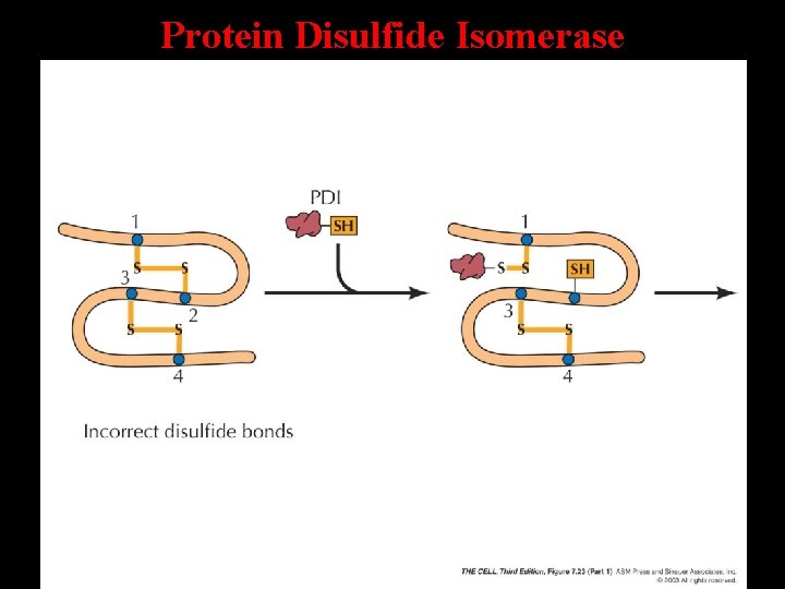 Protein Disulfide Isomerase 