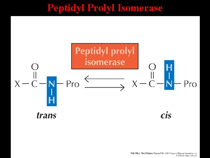 Peptidyl Prolyl Isomerase 