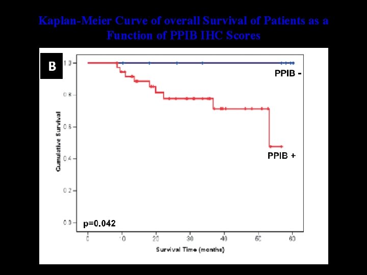Kaplan-Meier Curve of overall Survival of Patients as a Function of PPIB IHC Scores