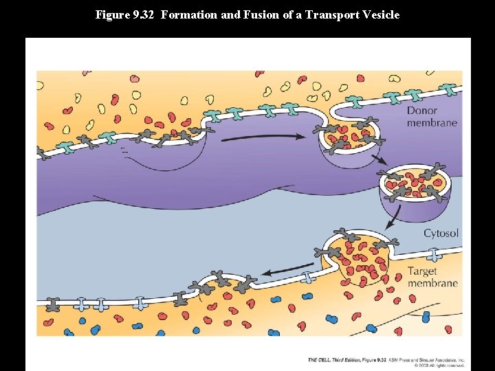 Figure 9. 32 Formation and Fusion of a Transport Vesicle 