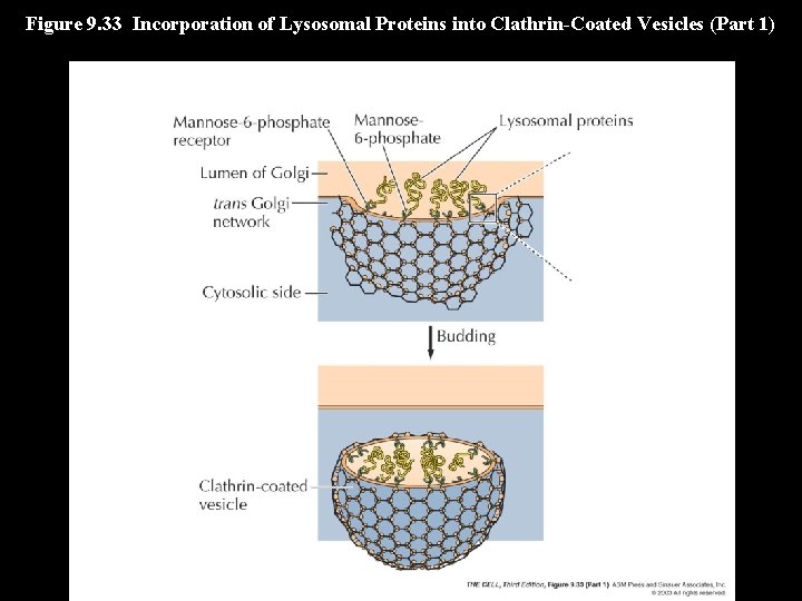 Figure 9. 33 Incorporation of Lysosomal Proteins into Clathrin-Coated Vesicles (Part 1) 