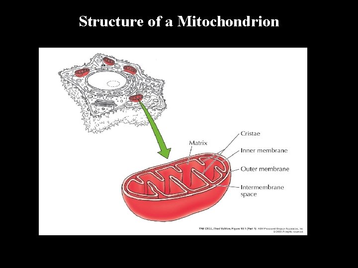 Structure of a Mitochondrion 