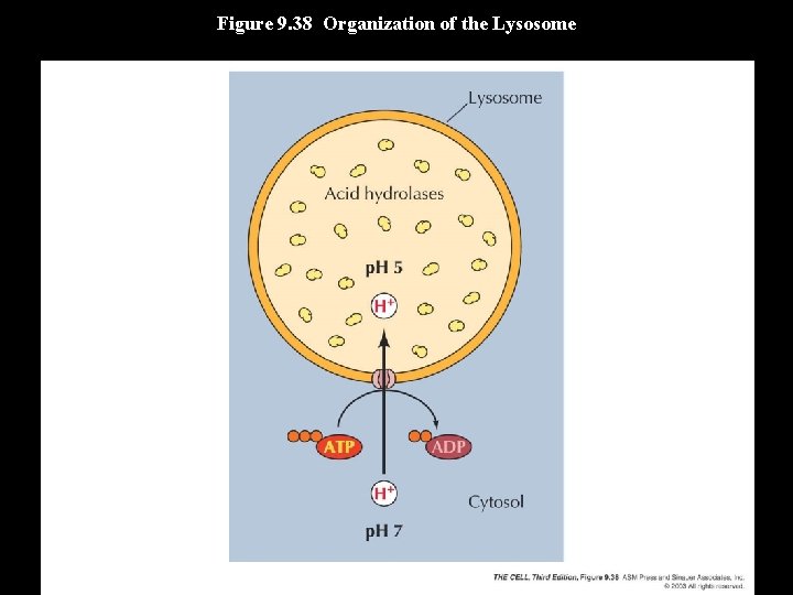 Figure 9. 38 Organization of the Lysosome 