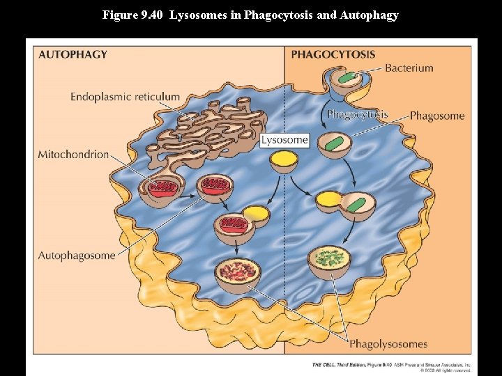 Figure 9. 40 Lysosomes in Phagocytosis and Autophagy 