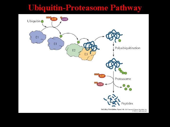 Ubiquitin-Proteasome Pathway 