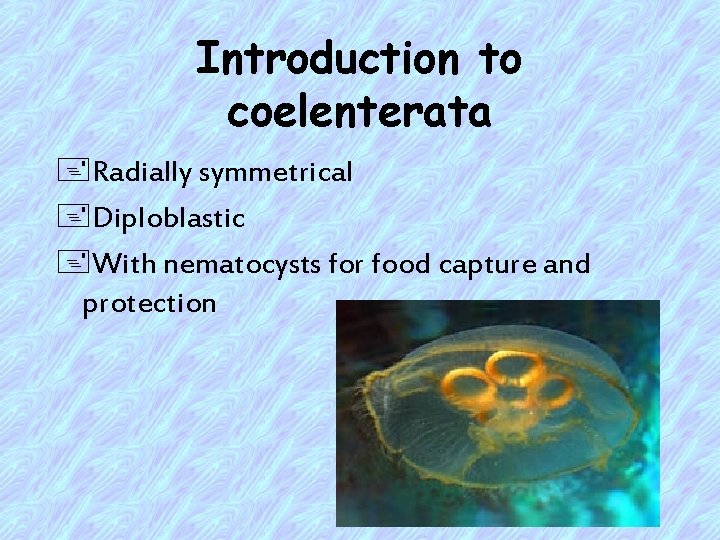 Introduction to coelenterata +Radially symmetrical +Diploblastic +With nematocysts for food capture and protection 