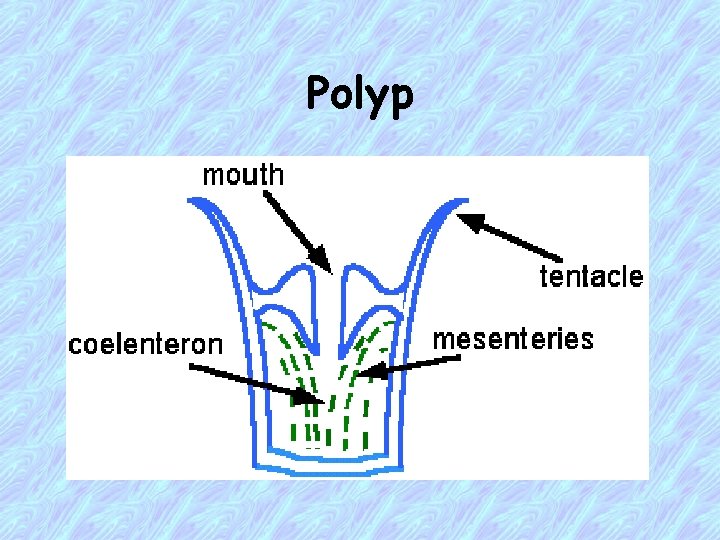 Polyp 