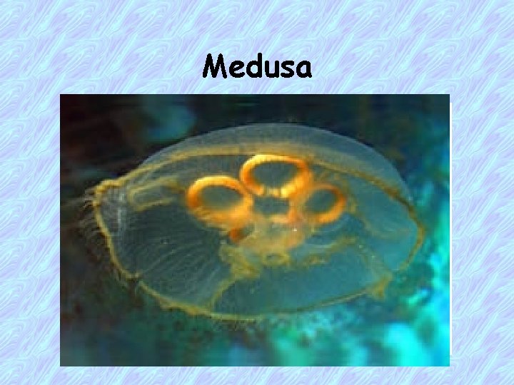 Medusa 