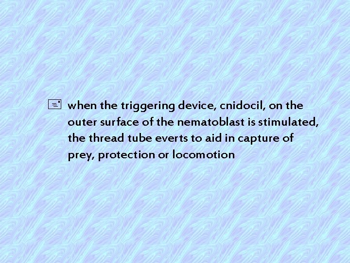 + when the triggering device, cnidocil, on the outer surface of the nematoblast is