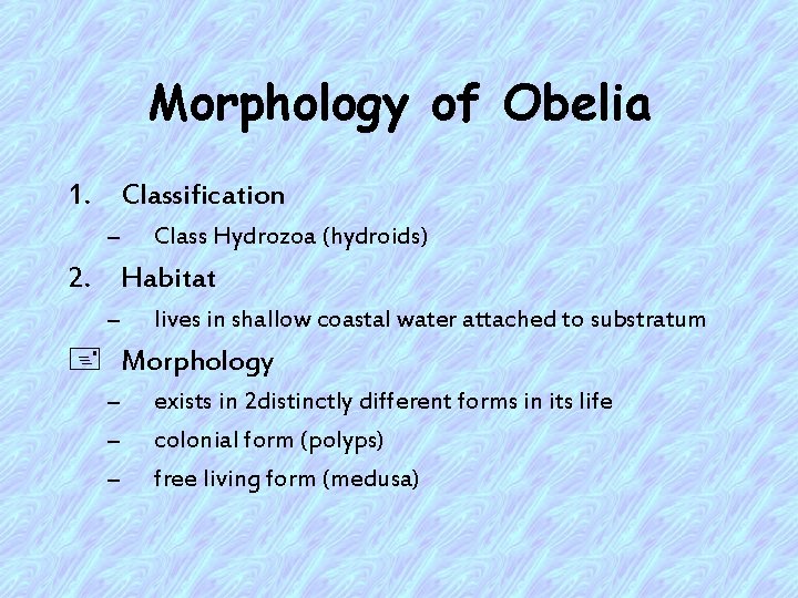 Morphology of Obelia 1. Classification – Class Hydrozoa (hydroids) 2. Habitat – lives in