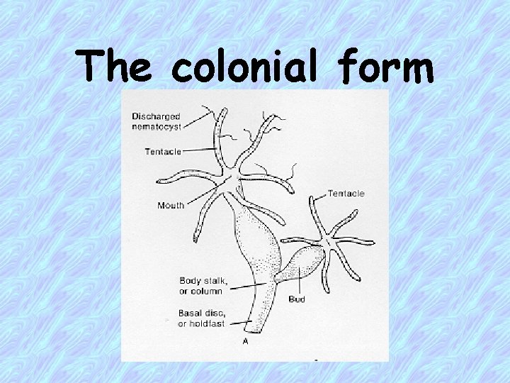 The colonial form 