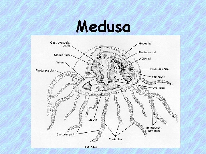 Medusa 