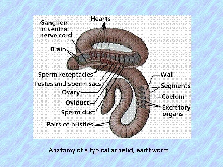 Anatomy of a typical annelid, earthworm 