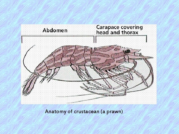 Anatomy of crustacean (a prawn) 
