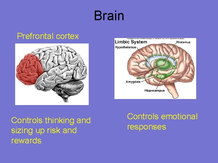 Brain Prefrontal cortex Controls thinking and sizing up risk and rewards Controls emotional responses