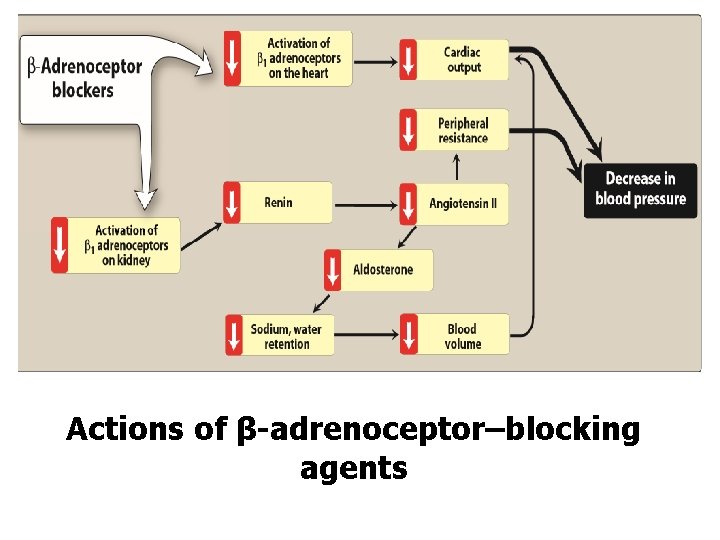 Actions of β-adrenoceptor–blocking agents 