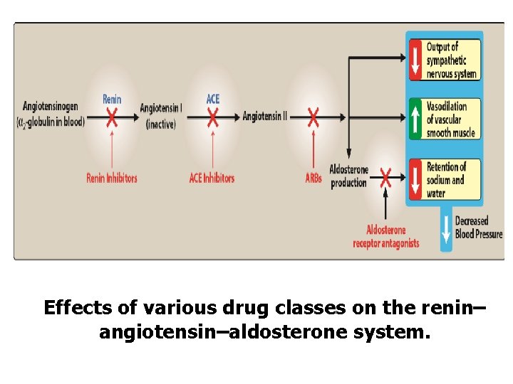 Effects of various drug classes on the renin– angiotensin–aldosterone system. 