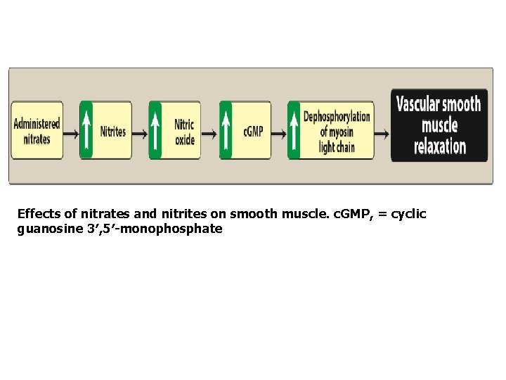 Effects of nitrates and nitrites on smooth muscle. c. GMP, = cyclic guanosine 3′,