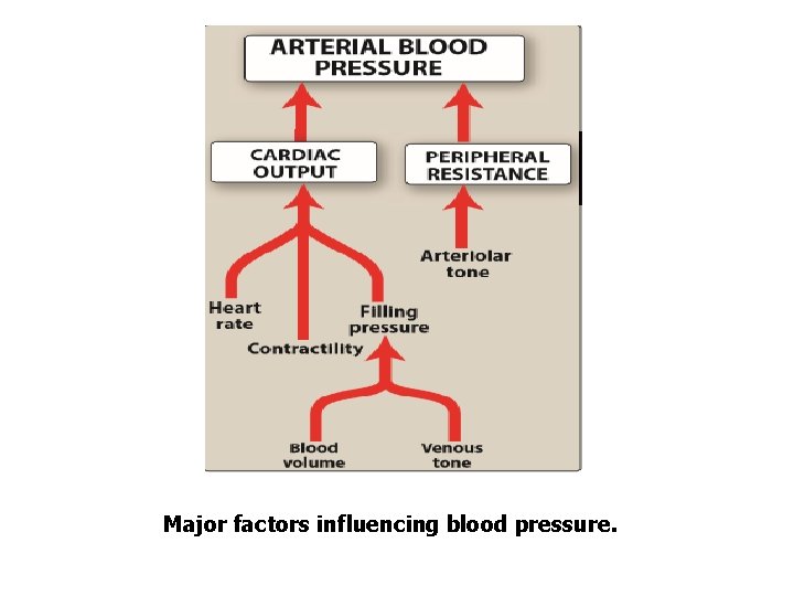 Major factors influencing blood pressure. 