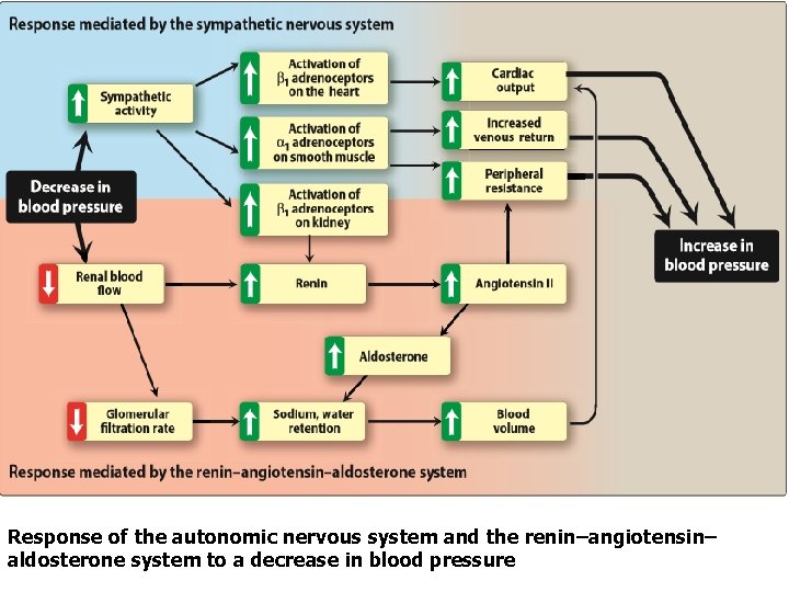 Response of the autonomic nervous system and the renin–angiotensin– aldosterone system to a decrease