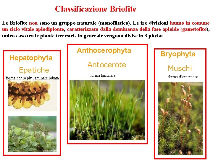Classificazione Briofite Le Briofite non sono un gruppo naturale (monofiletico). Le tre divisioni hanno