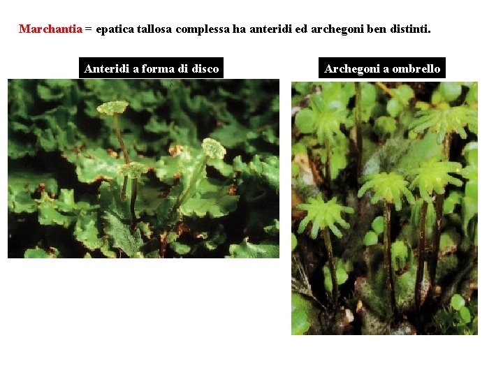 Marchantia = epatica tallosa complessa ha anteridi ed archegoni ben distinti. Anteridi a forma