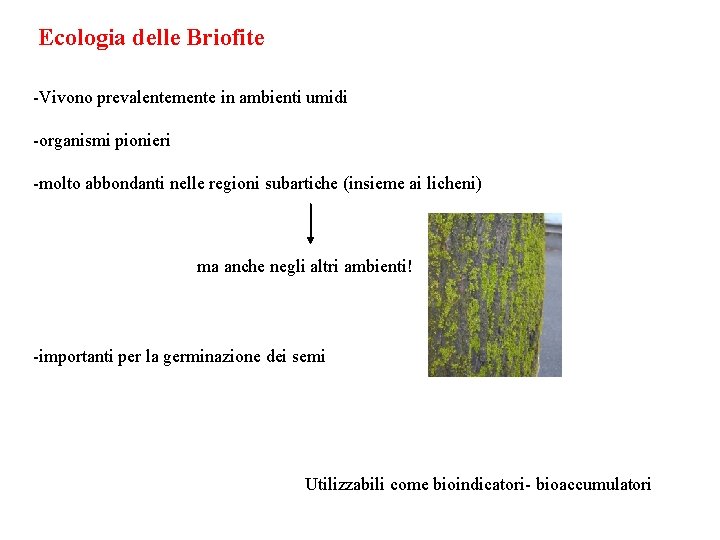 Ecologia delle Briofite -Vivono prevalentemente in ambienti umidi -organismi pionieri -molto abbondanti nelle regioni