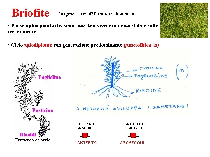 Briofite Origine: circa 430 milioni di anni fa • Più semplici piante che sono