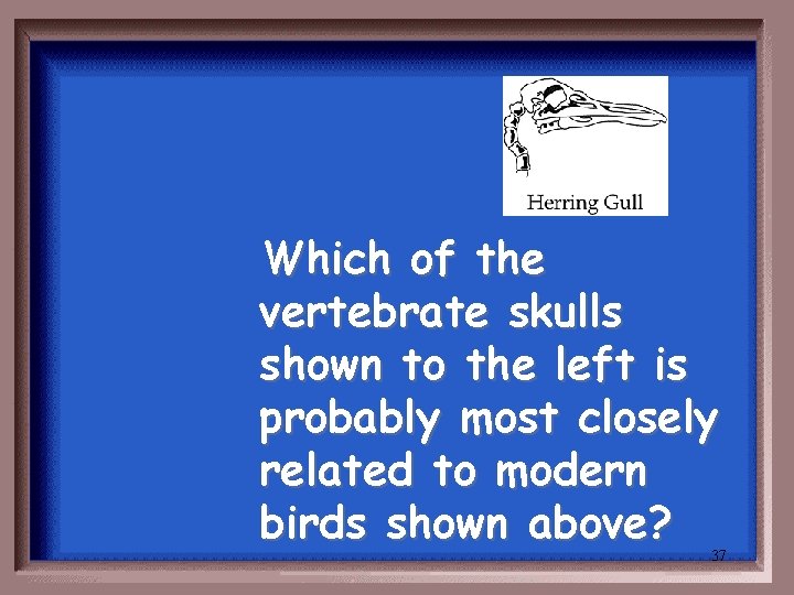 Which of the vertebrate skulls shown to the left is probably most closely related