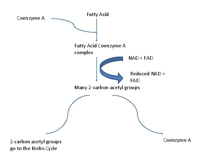 Coenzyme A Fatty Acid Coenzyme A complex NAD + FAD Reduced NAD + FAD
