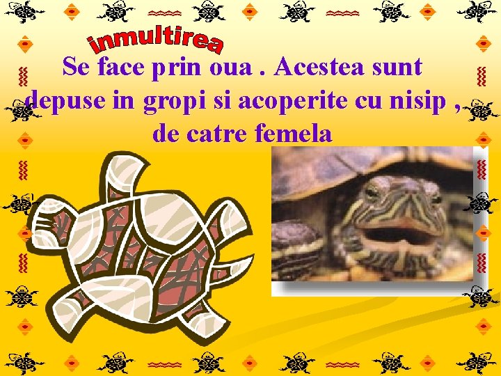 Se face prin oua. Acestea sunt depuse in gropi si acoperite cu nisip ,