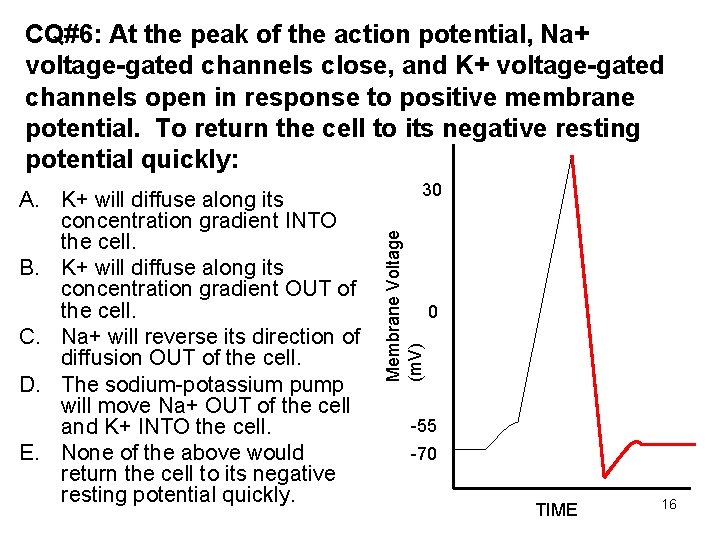 CQ#6: At the peak of the action potential, Na+ voltage-gated channels close, and K+ CQ#6: At the peak of the action potential, Na+ voltage-gated channels close, and K+