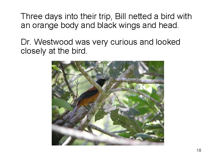 Three days into their trip, Bill netted a bird with an orange body and Three days into their trip, Bill netted a bird with an orange body and