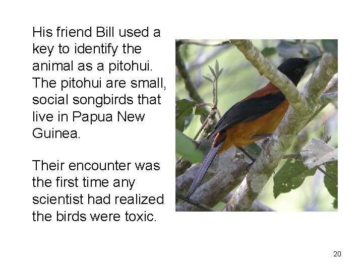 His friend Bill used a key to identify the animal as a pitohui. The His friend Bill used a key to identify the animal as a pitohui. The