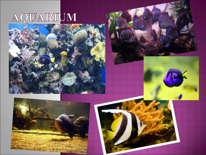 AQUARIUM 