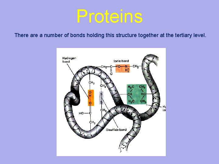 Proteins There a number of bonds holding this structure together at the tertiary level.