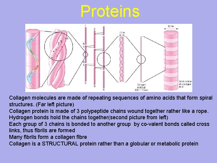 Proteins Collagen molecules are made of repeating sequences of amino acids that form spiral