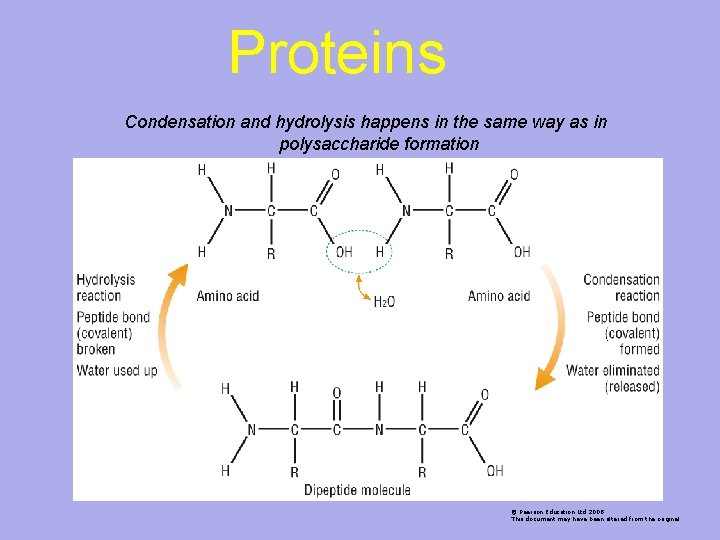 Proteins Condensation and hydrolysis happens in the same way as in polysaccharide formation ©