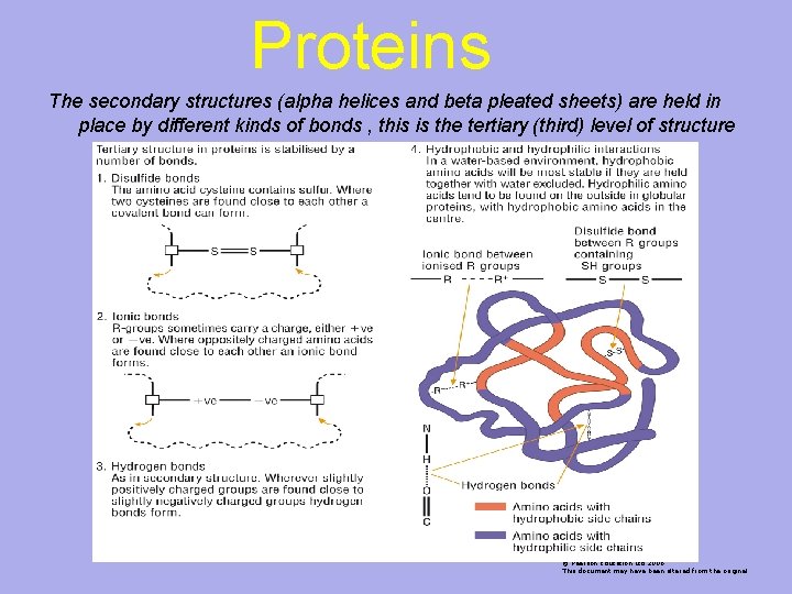 Proteins The secondary structures (alpha helices and beta pleated sheets) are held in place