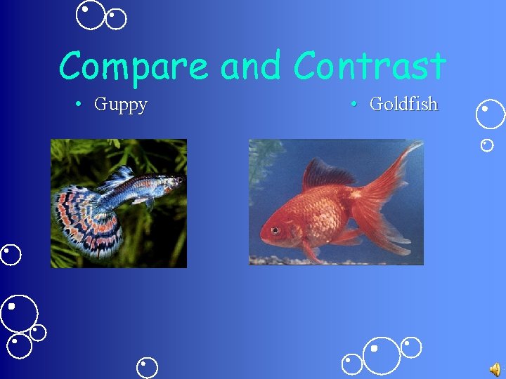 Compare and Contrast • Guppy • Goldfish 