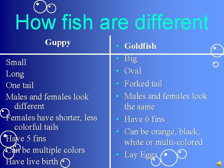 How fish are different Guppy Small Long One tail Males and females look different