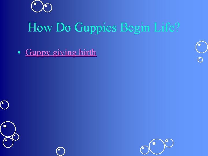 How Do Guppies Begin Life? • Guppy giving birth 