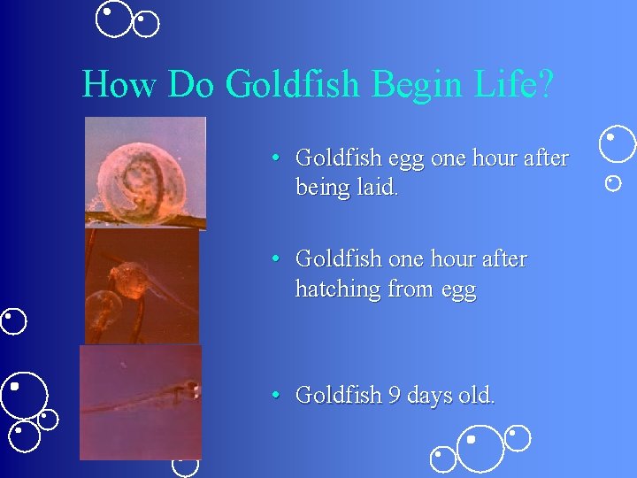 How Do Goldfish Begin Life? • • Goldfish egg one hour after being laid.
