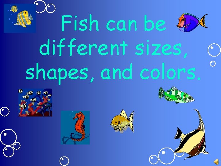 Fish can be different sizes, shapes, and colors. 